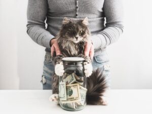 Cat and jar money