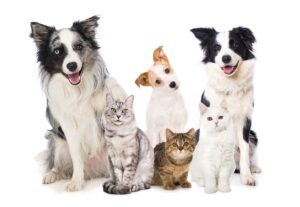 Group of cats and dogs