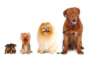 different dog sizes