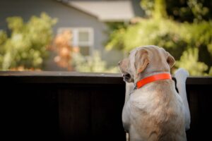 dog looking outside the yard