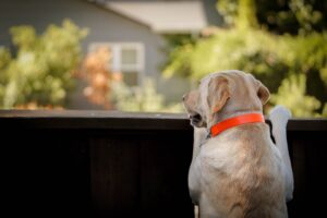 Dog looking outside the yard