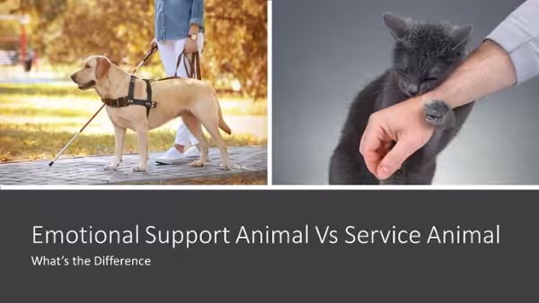 emotional support animal vs service animal Split image of a service dog on the left and a kitten on the right