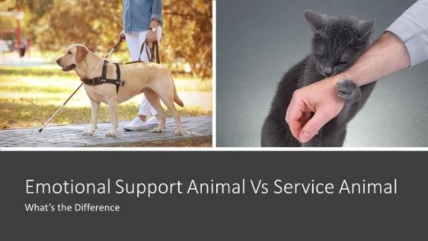 Split image of a service dog on the left and a kitten on the right