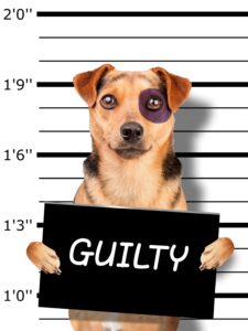 Guilty dog