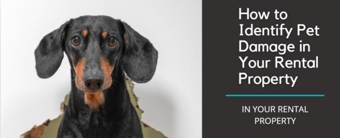 small dog sitting on a pet bed
