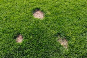 Pawprints in the grass lawns