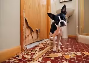 Pet damaging rental property