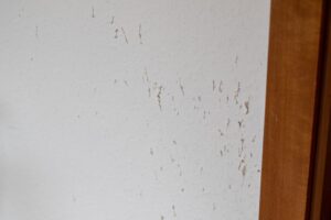 Pet scratches on wall