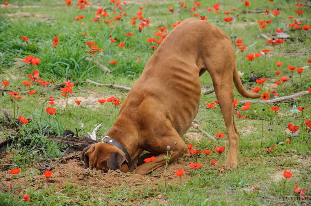 Dog digging a hole in the backyard