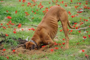 Digging dog in backyard