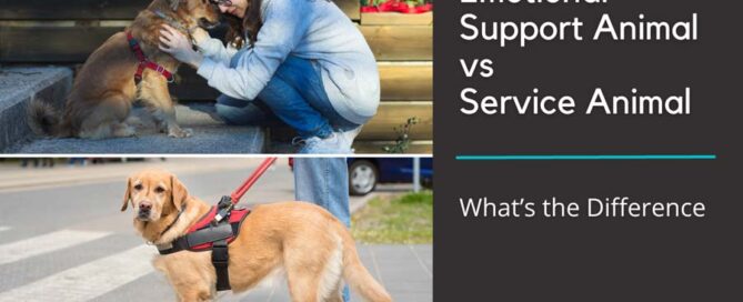 featured image with text: "Emotional Support Vs Service Animal: What's the Difference"