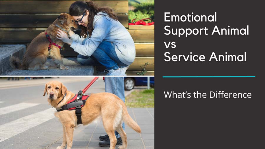 featured image with text: "Emotional Support Vs Service Animal: What's the Difference"